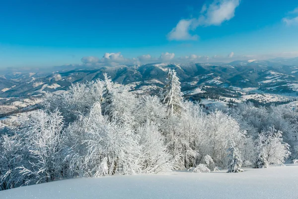 Зимовий Спокійним Гірський Краєвид Деревами Красиві Глазур Снігові Замети Схилі — стокове фото