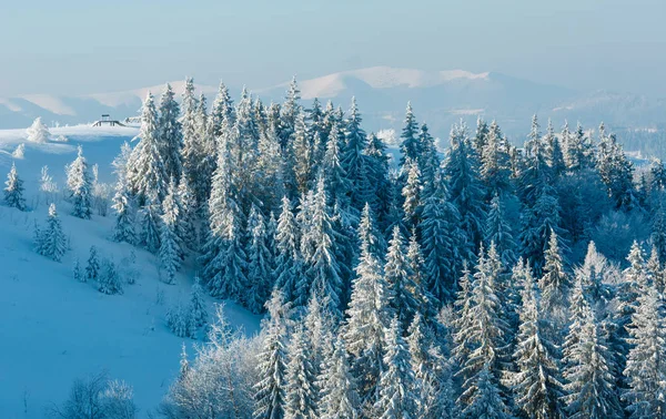 Mañana Invierno Tranquilo Paisaje Montaña Con Hermosos Árboles Glaseado Ventisqueros — Foto de Stock