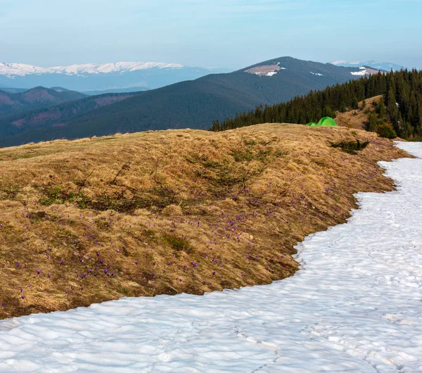 番红花 Heuffelianus 番红花 Vernus 高山花卉在春季喀尔巴阡山脉高原山谷和旅游帐篷在遥远 乌克兰 美丽的概念春天和旅游景观 — 图库照片