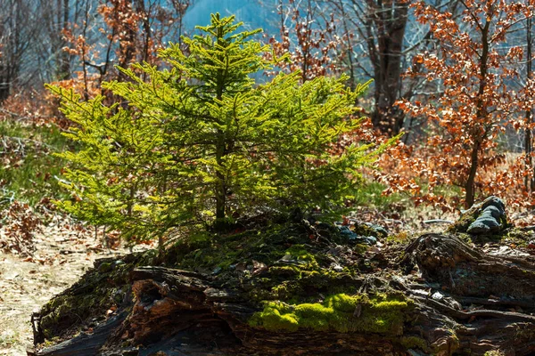 Vroege Voorjaar Karpaten Bos Scène Met Kleine Spar Boom — Stockfoto