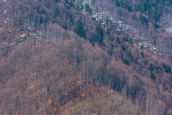 Primavera Temprana Cárpatos Bosque Montaña Fondo — Foto de Stock