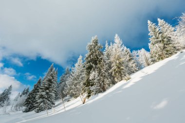 Kış sakin dağ manzarası güzel süs ağaçları ve snowdrifts yamaç (Karpat Dağları, Ukrayna)