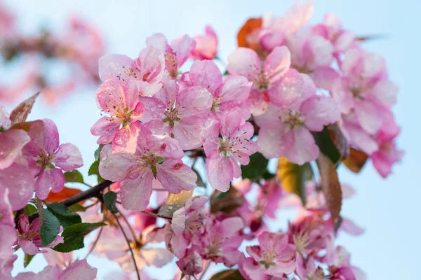 Japon Kiraz Sakura Çiçeği Çiçek Dal Doğa Arka Plan Üzerinde — Stok fotoğraf