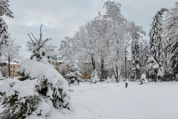 Szép Reggel Téli Városkép Város Központ Lviv Ukrajna Park Területén — Stock Fotó