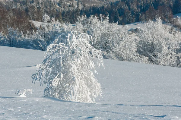 Zimní Ráno Klidné Horské Krajiny Krásnou Polevu Stromy Závěje Svahu — Stock fotografie