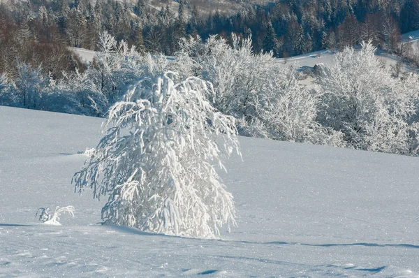 Morning Winter Calm Mountain Landscape Beautiful Frosting Trees Snowdrifts Slope — Stock Photo, Image