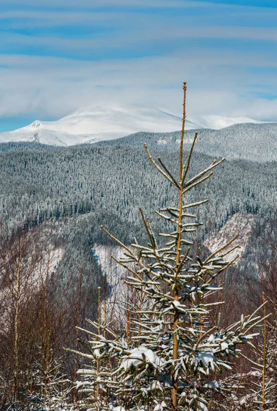 Güzel Kış Sabah Dağlar Genç Köknar Huş Ağacı Ormanından Görüntüleyin — Stok fotoğraf