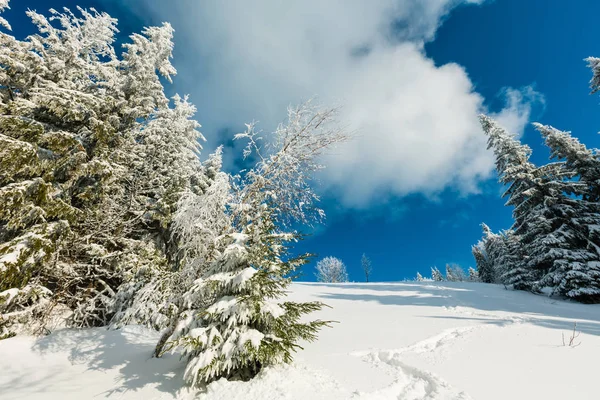 Paisaje Montaña Tranquilo Invierno Con Hermosos Árboles Glaseado Sendero Través —  Fotos de Stock