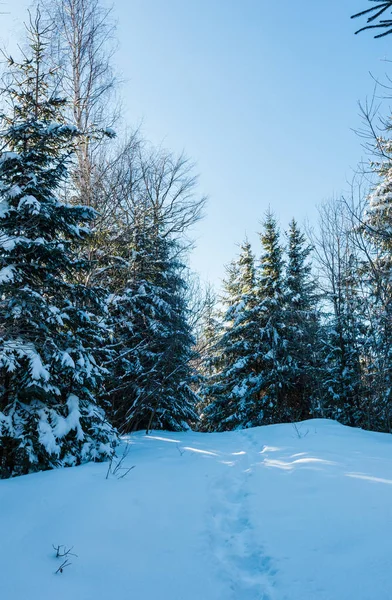 Pittoreske Zonsopgang Ochtend Puntjes Winter Karpaten Alpine Pad Met Voetafdruk — Stockfoto