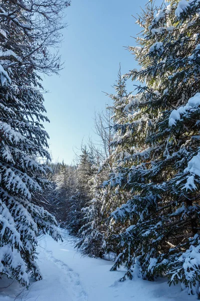 Malebné Sunrise Ráno Ozářená Zimní Karpaty Alpská Cesta Půdorysem Jedlovém — Stock fotografie