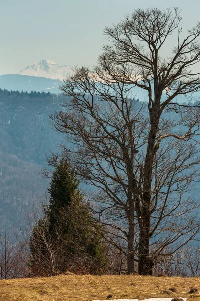 Vroege Voorjaar Die Karpaten Plateau Landschap Met Sneeuw Bedekte Ridge — Stockfoto
