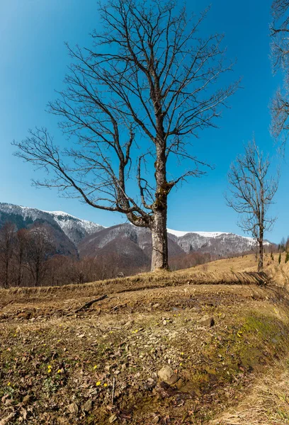 早春カルパティア山脈プラトーで雪に覆われた尾根の風景まで ウクライナ — ストック写真