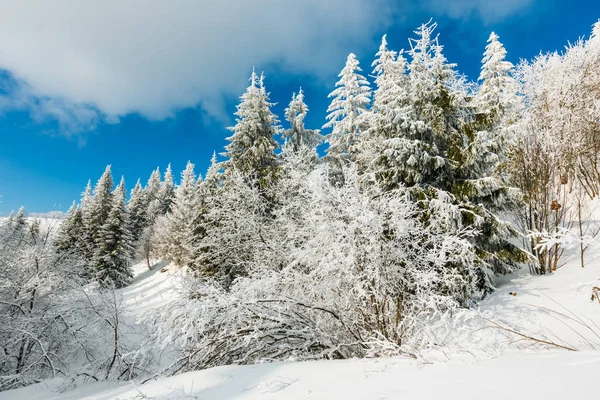 Χειμώνα Ήρεμο Ορεινό Τοπίο Όμορφες Πάγωμα Δέντρα Και Πολύ Χιόνι — Φωτογραφία Αρχείου