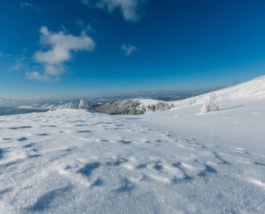 Kış sakin dağ manzarası güzel süs ağaçları ve snowdrifts yamaç (Karpat Dağları, Ukrayna). Önemli alan netlik derinliği ile kompozit görüntü. 