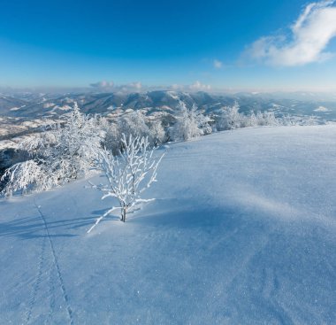 Dağ manzarası güzel süs ağaçları ve snowdrifts yamaç (Karpat Dağları, Ukrayna ile sabah kış sakin)