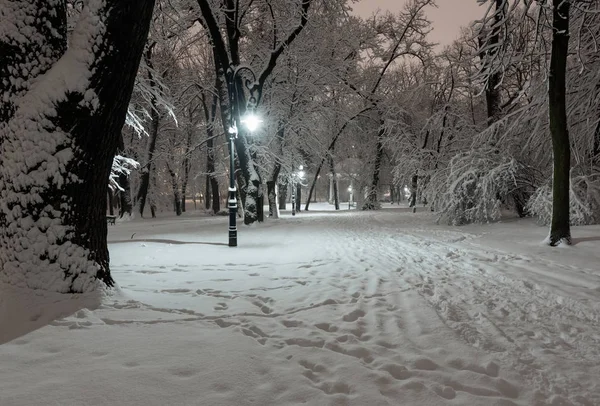 Güzel Bir Gece Kış Karla Kaplı Ağaçlar Banklar Ile Lviv — Stok fotoğraf