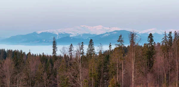 Časné Ráno Jaro Karpatské Hory Plošina Krajina Zasněženými Vrcholy Hřebenů — Stock fotografie