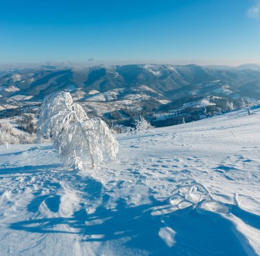 Dağ manzarası güzel süs ağaçları ve snowdrifts yamaç (Karpat Dağları, Ukrayna ile sabah kış sakin)