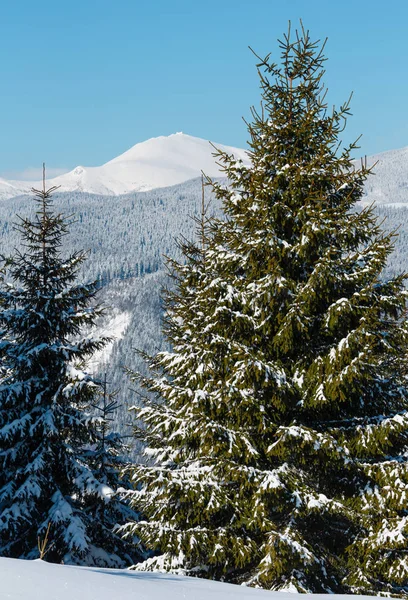 Pittoresca Vista Sulle Montagne Invernali Mattutine Dalla Giovane Foresta Abeti — Foto Stock