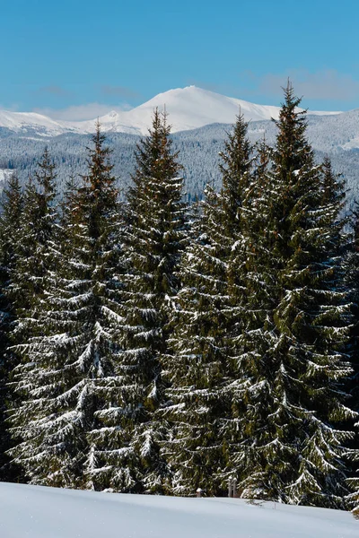 美しい冬の朝山若いモミの森からの眺め Skupova 高山斜面 Verkhovyna ウクライナ Chornohora 尾根と Pip イワンは山の上に表示します カルパチア — ストック写真