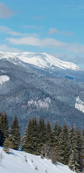 Picturesque Winter Mountain View Skupova Mountain Slope Ukraine View Chornohora Royalty Free Stock Images