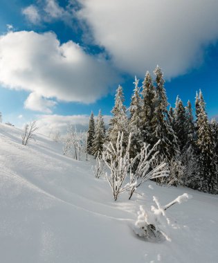Kış sakin dağ manzarası güzel süs ağaçları ve snowdrifts yamaç (Karpat Dağları, Ukrayna). Önemli alan netlik derinliği ile kompozit görüntü. 