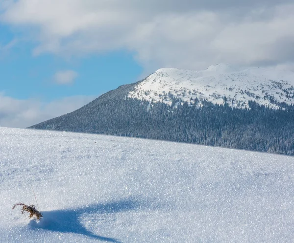 Pequeña Planta Enebro Brota Superficie Nieve Con Copos Nieve Cristalinos — Foto de Stock