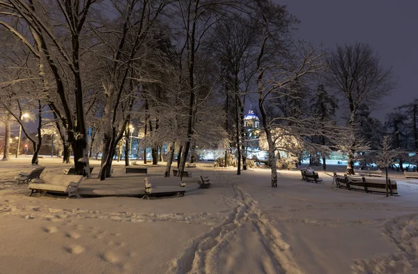Wunderschöner Nächtlicher Winterpark Zentrum Der Stadt Lwiw Ukraine Mit Schneebedeckten — Stockfoto