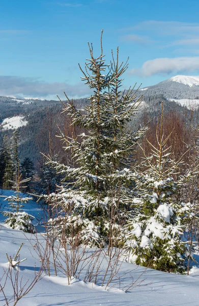 Picturesque Winter Morning Mountains View Young Fir Birch Forest Skupova — Stock Photo, Image