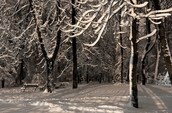 Pięknej Nocy Zimowych Ivan Franko Parku Samym Centrum Lwowa Ukraina — Zdjęcie stockowe