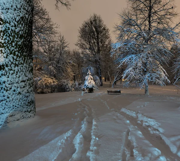 Прекрасный Ночной Парк Ивана Франко Центре Львова Украина Заснеженными Деревьями — стоковое фото