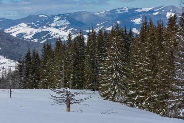 Journée Ensoleillée Pittoresque Hiver Vue Sur Montagne Des Carpates Depuis — Photo