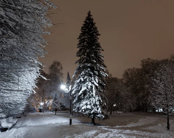 美丽的夜晚冬季 Stryjskyj 公园在利沃夫 乌克兰 的中心与积雪覆盖的树木 — 图库照片
