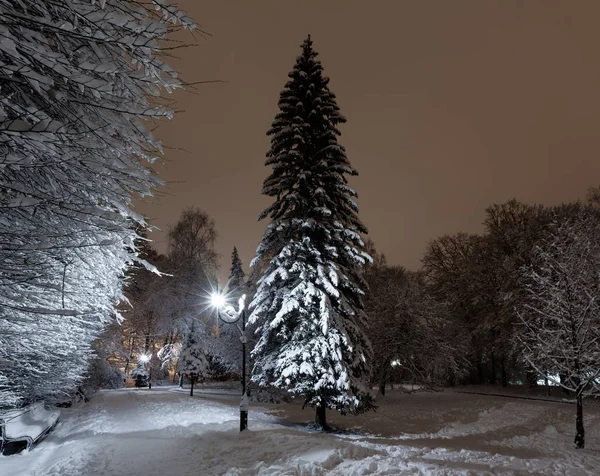 Gyönyörű Éjszaka Téli Stryjskyj Park Hóval Borított Fák Center Lviv — Stock Fotó