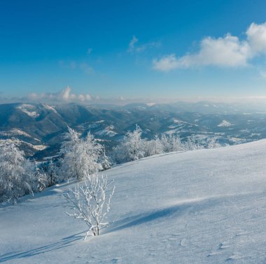 Dağ manzarası güzel süs ağaçları ve snowdrifts yamaç (Karpat Dağları, Ukrayna ile sabah kış sakin)