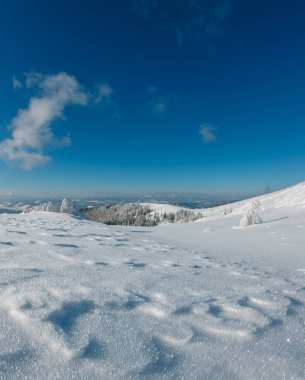 Kış sakin dağ manzarası güzel süs ağaçları ve snowdrifts yamaç (Karpat Dağları, Ukrayna)