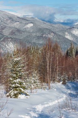 Güzel kış sabahı dağ manzaralı genç köknar ayak izi ile dağ yolundan huş ağacı orman. Skupova dağın yamacında, Ukrayna, görüntülemek Chornohora çıkıntı ve Pip Ivan dağın tepesinde, Karpat.