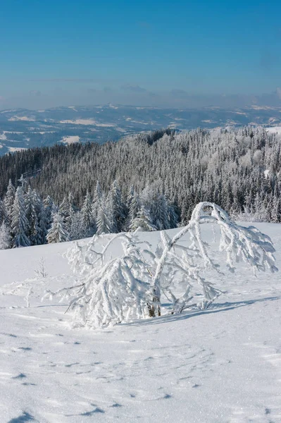 Kış Sakin Dağ Manzarası Güzel Süs Ağaçları Snowdrifts Yamaç Karpat — Stok fotoğraf