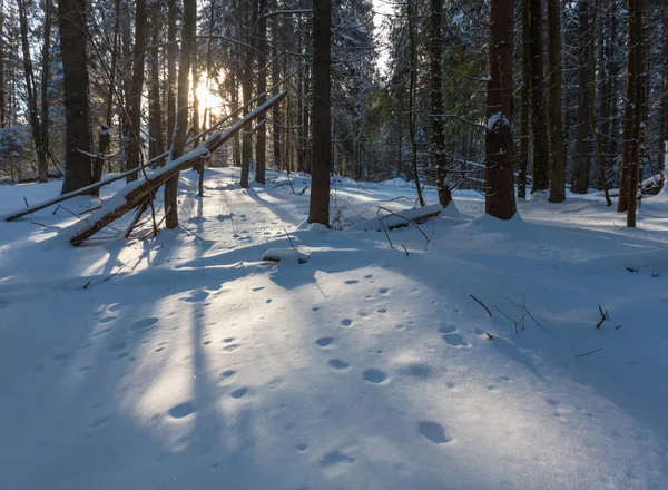 Nascer Sol Pitoresco Manhã Inverno Ensolarado Montanhas Cárpatos Antiga Floresta — Fotografia de Stock