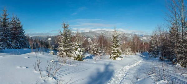 Malerischen Wintermorgen Bergblick Von Alpinen Pfad Mit Fußabdruck Jungen Tannenbirkenwald — Stockfoto