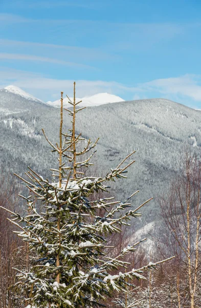 风景如画的冬晨山景观从杉木和白桦林 Skupova 高山斜坡 Verkhovyna 乌克兰 Chornohora Pip 喀尔巴阡山 — 图库照片