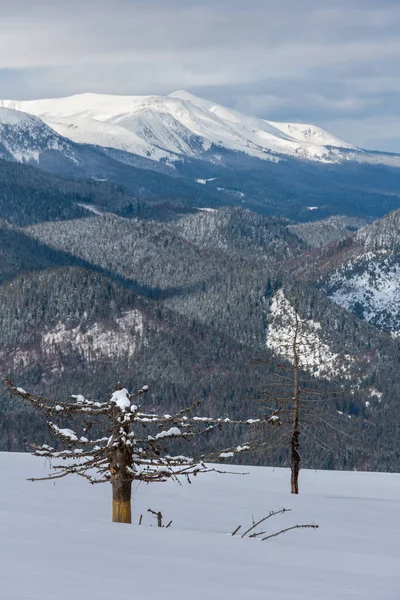 Güzel Kış Dağ Görüntülemek Skupova Dağ Yamacı Biraz Solmuş Windbreak — Stok fotoğraf