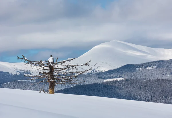 Malerischen Winter Bergblick Von Skupova Berghang Mit Welken Windschutzscheibe Baum — Stockfoto