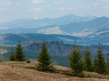 Kirli yol yol ve köknar ağaçları bulutlu havalarda hiking ile erken bahar dağ tepe. Ukrayna, Karpatlar.