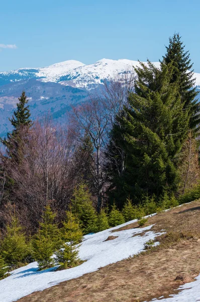Wczesną Wiosną Którą Karpatach Płaskowyżu Krajobraz Grzbiet Pokryte Śniegiem Szczyty — Zdjęcie stockowe