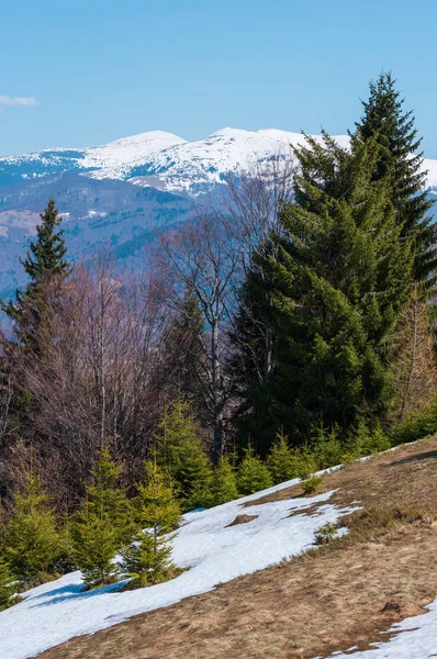 Primavera Cedo Montanhas Cárpatos Paisagem Planalto Com Cumes Cobertos Neve — Fotografia de Stock