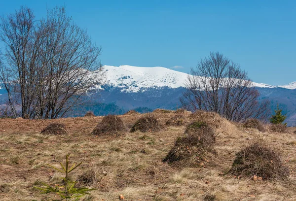 Primavera Cedo Montanhas Cárpatos Paisagem Planalto Com Cumes Cobertos Neve — Fotografia de Stock