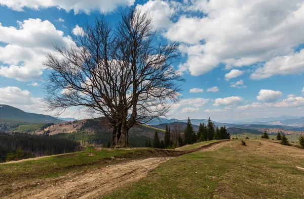 Grande Árvore Sem Folhas Solitária Montanhas Primavera Tempo Nublado Velha — Fotografia de Stock