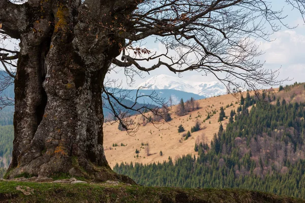Stor Ensam Avlövade Träd Våren Bergen Molnigt Väder Gammal Bok — Stockfoto