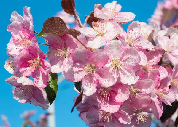 Cereja Japonesa Sakura Flor Galho Fundo Céu Azul Primavera Bonita — Fotografia de Stock